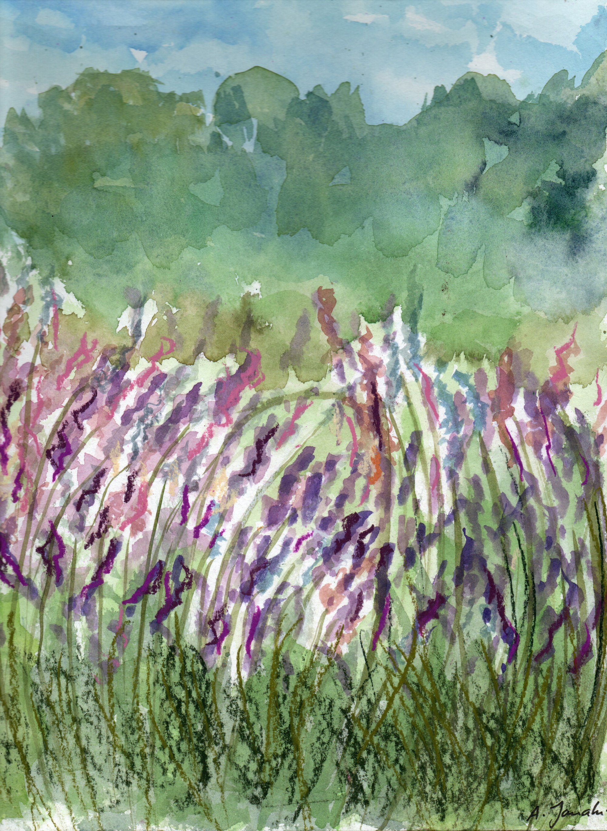 Champ de lavande (2022)